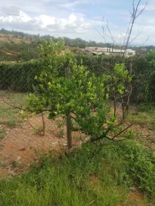 Fazenda/Sítio com 4 Quartos à venda, 1000m² no Almeida, Jaboticatubas