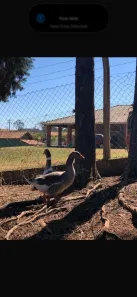 Fazenda/Sítio com 3 Quartos à venda, 10500m² no Boa Vista, São Pedro
