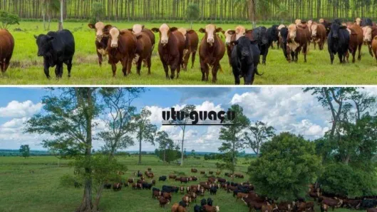 Fazenda/Sítio à venda, 139810000m² no Boqueirão, Santos
