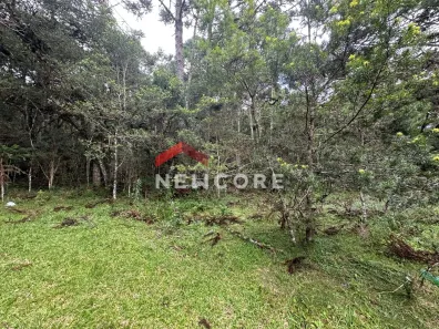 Fazenda/Sítio com 1 Quarto à venda, 5000m² no Centro, São Francisco de Paula