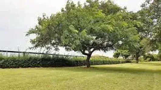Lote/Terreno à venda, 3274m² no Fazenda Santo Antonio - Haras Larissa, Monte Mor