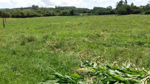 Fazenda/Sítio à venda, 30000m² no Picada Feijão, Ivoti