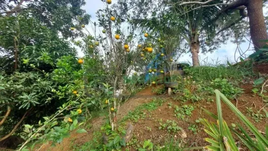 Fazenda/Sítio com 3 Quartos à venda, 100m² no Pirapitinga, Juiz de Fora