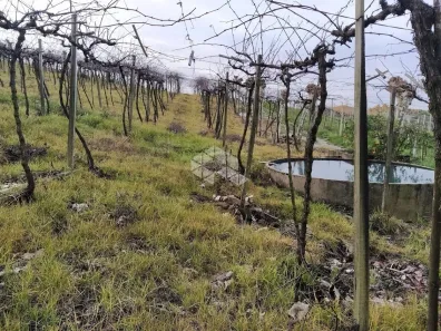 Fazenda/Sítio à venda, 22000m² no São Valentin, Bento Gonçalves