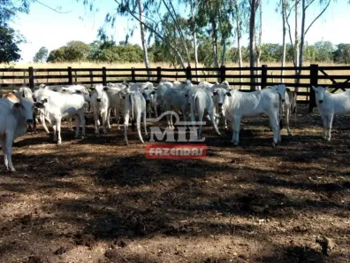 Fazenda/Sítio à venda, 500m² no , Natividade