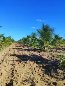 Fazenda/Sítio com 3 Quartos à venda, 500000m² no , Touros