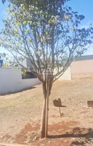 Lote/Terreno à venda, 262m² no Jardim Valencia, Ribeirão Preto