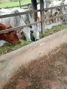 Fazenda/Sítio com 3 Quartos à venda, 20m² no , Alexânia