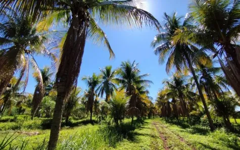 Fazenda/Sítio com 3 Quartos à venda, 260000m² no Zona Rural, Terenos