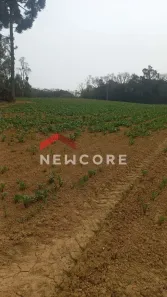 Fazenda/Sítio com 4 Quartos à venda, 140m² no Área Rural de São José dos Pinhais, São José dos Pinhais