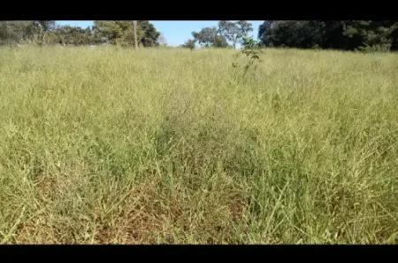 Fazenda/Sítio à venda no Itapuranga, Itapuranga