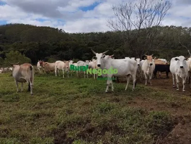 Fazenda/Sítio com 8 Quartos à venda, 1306800m² no Centro, Guaratinguetá