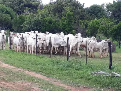 Fazenda/Sítio à venda, 20000m² no Zona Rural, Cachoeira da Prata