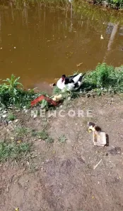 Fazenda/Sítio com 3 Quartos à venda, 100m² no Jardim Santa Lucia, Embu-Guaçu