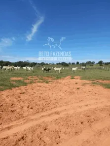 Fazenda/Sítio à venda, 11610000m² no , Pontal do Araguaia