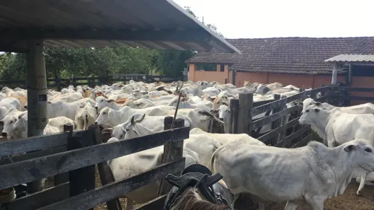 Fazenda/Sítio à venda, 1404000m² no , Araruama