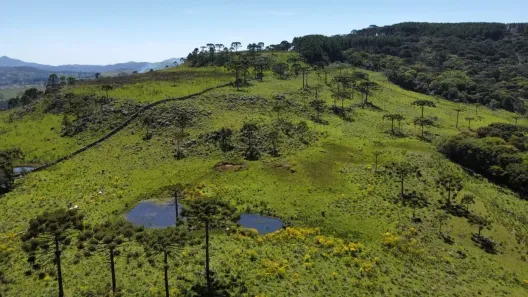 Fazenda/Sítio à venda, 200000m² no , Urupema