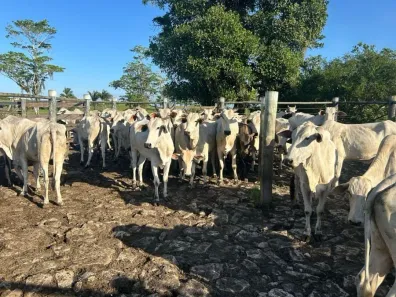 Fazenda/Sítio com 2 Quartos à venda, 1410000m² no Comandatuba, Una