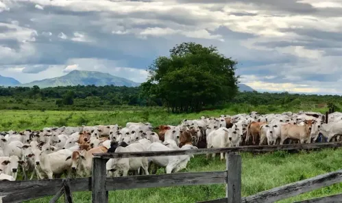 com 3 Quartos à venda, 680m² no Área Rural de Aparecida de Goiânia, Aparecida de Goiânia