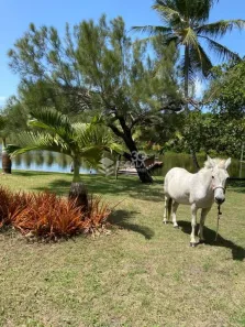 Fazenda/Sítio com 4 Quartos à venda, 600m² no , Pindoretama
