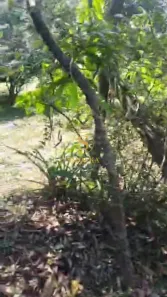 Lote/Terreno à venda, 300m² no Capoeiras, Florianópolis