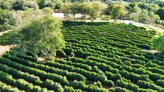 Fazenda/Sítio com 3 Quartos à venda, 30000m² no , Santo Antônio da Alegria