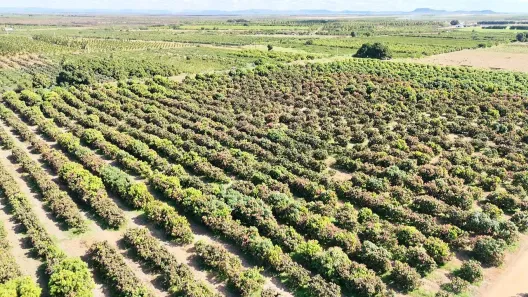 Lote/Terreno à venda, 70000m² no , Petrolina