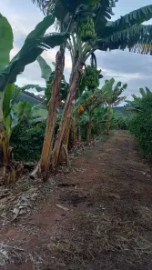 Fazenda/Sítio com 3 Quartos à venda, 110000m² no , Pedralva