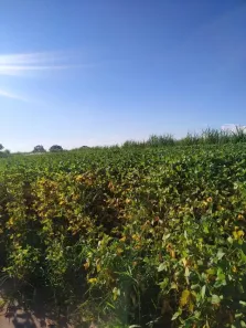 Fazenda/Sítio com 1 Quarto à venda, 252222222m² no Área Rural de Uberaba, Uberaba