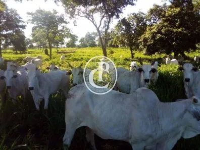 Fazenda/Sítio com 3 Quartos à venda, 1541m² no Acorizal, Acorizal