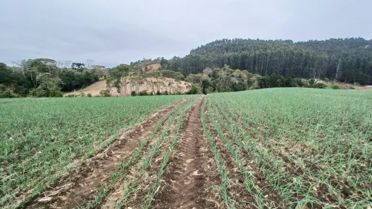 Fazenda/Sítio à venda, 80000m² no Alfredo Wagner, Alfredo Wagner