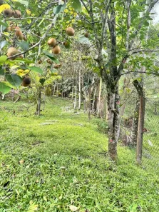 Lote/Terreno à venda, 1800m² no Lageado Alto, Guabiruba