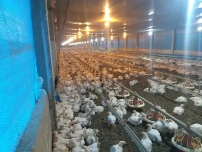 Fazenda/Sítio com 4 Quartos à venda, 52000m² no Área Rural de Bragança Paulista, Bragança Paulista