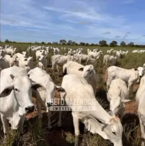 Fazenda/Sítio à venda, 25000000m² no , Cocalinho