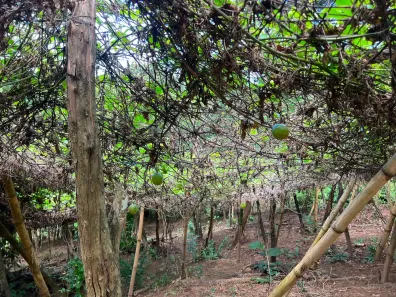 Fazenda/Sítio à venda, 2700m² no Malícia (Abrantes), Camaçari