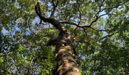 com 1 Quarto à venda, 27000m² no Compensa, Manaus