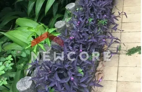 Fazenda/Sítio com 1 Quarto à venda, 150m² no Jardim Sulacap, Rio de Janeiro