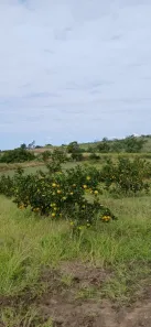 Fazenda/Sítio com 3 Quartos à venda, 67000m² no São Vicente de Paula, Araruama