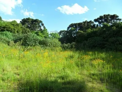 Lote/Terreno à venda, 9063m² no Centro, Araucária