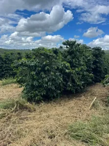 Fazenda/Sítio com 3 Quartos à venda, 500000m² no , Piumhi