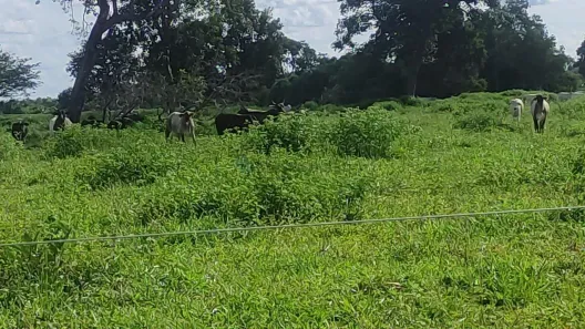 com 3 Quartos à venda, 650m² no , Mozarlândia