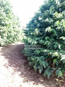 Fazenda/Sítio à venda, 1161600m² no Área Rural de Alfenas, Alfenas