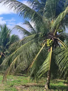 Fazenda/Sítio com 3 Quartos à venda, 120000m² no , Monte Alegre