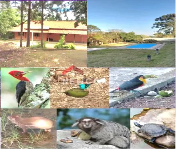 Fazenda/Sítio com 3 Quartos à venda, 200m² no Pavão (Canguera), São Roque