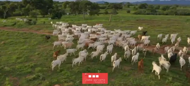 Fazenda/Sítio à venda, 44987800m² no , Arraias