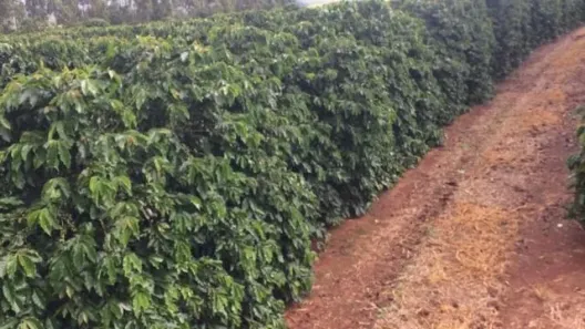 Fazenda/Sítio com 1 Quarto à venda, 11000000m² no Alvorada, Araxá