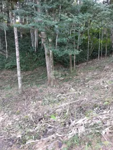 Lote/Terreno à venda, 1650m² no Forquilhas, São José