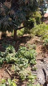 Lote/Terreno à venda, 300m² no Vila Nossa Senhora D'Abadia, Anápolis