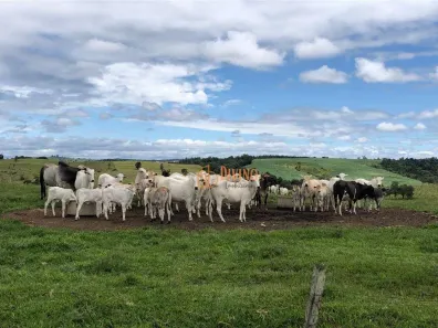 Fazenda/Sítio com 3 Quartos à venda, 2105400m² no Fazenda Floresta, Alambari
