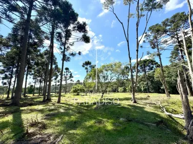 Lote/Terreno à venda, 7718m² no Campo Alegre, Campo Alegre